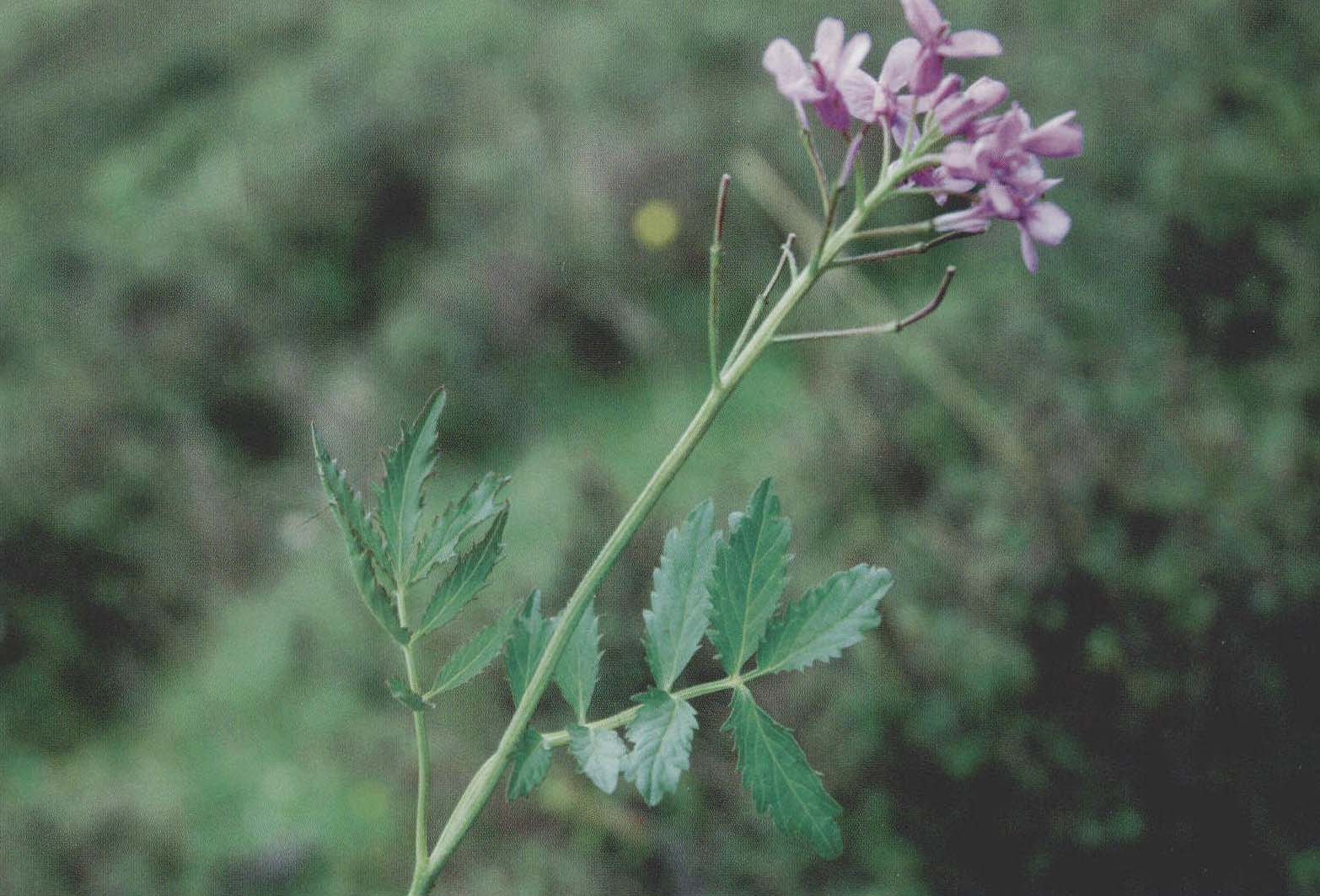 紫花碎米荠